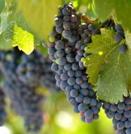 napa_valley_grapes