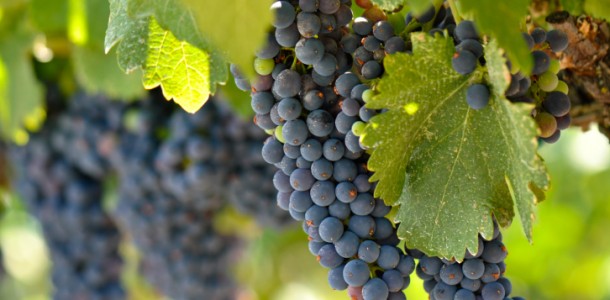 napa_valley_grapes