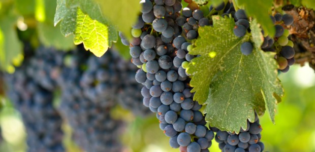 January is Restaurant Month in Napa Valley